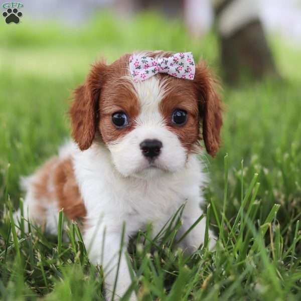 Hailey, Cavalier King Charles Spaniel Puppy